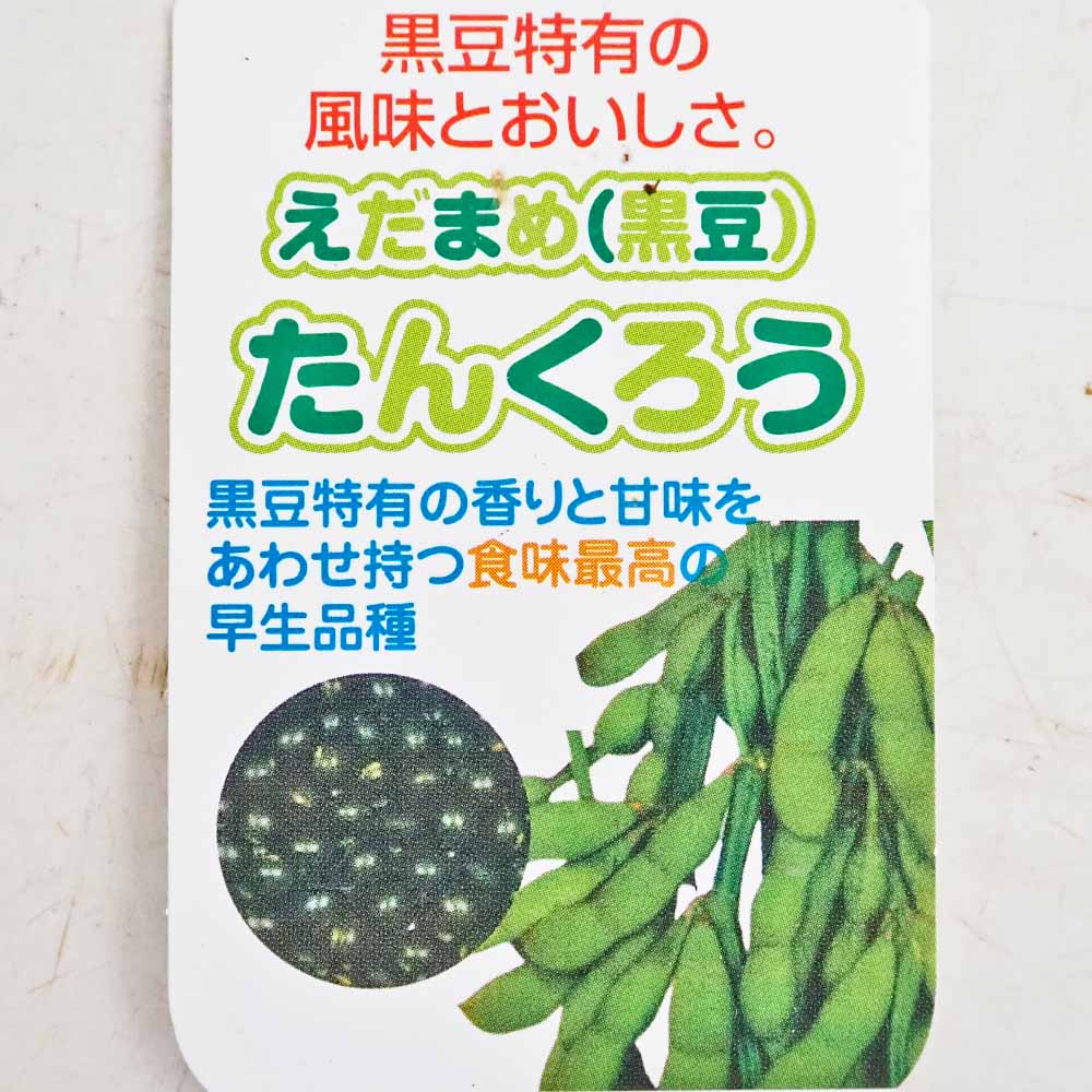 枝豆の苗 たんくろう2個～ 【野菜の苗 3号】