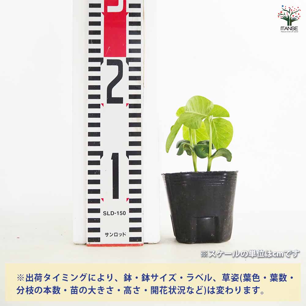 枝豆の苗 夏風香2個～ 【野菜の苗 3号】｜ 【植物のITANSE】全品