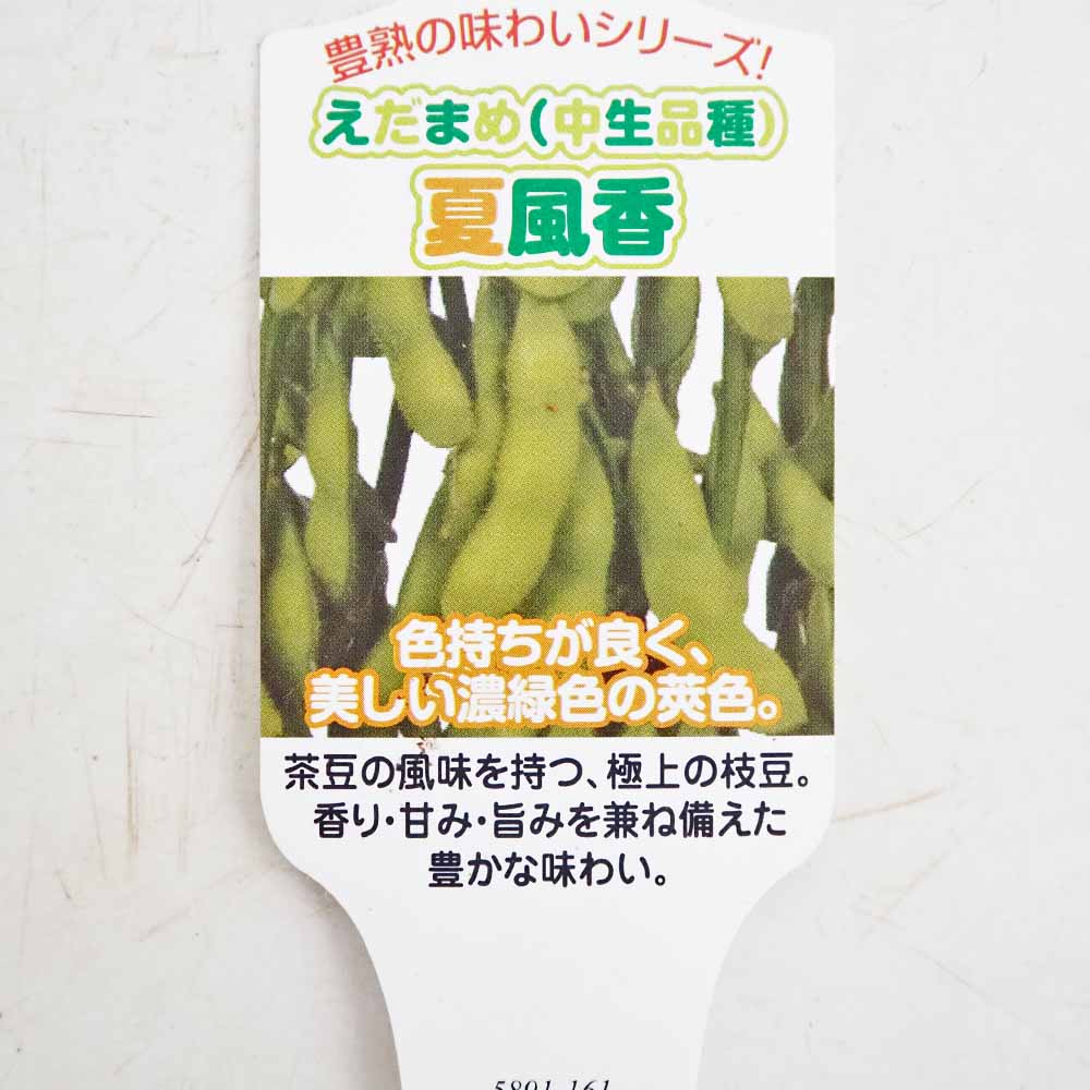枝豆の苗 夏風香2個～ 【野菜の苗 3号】