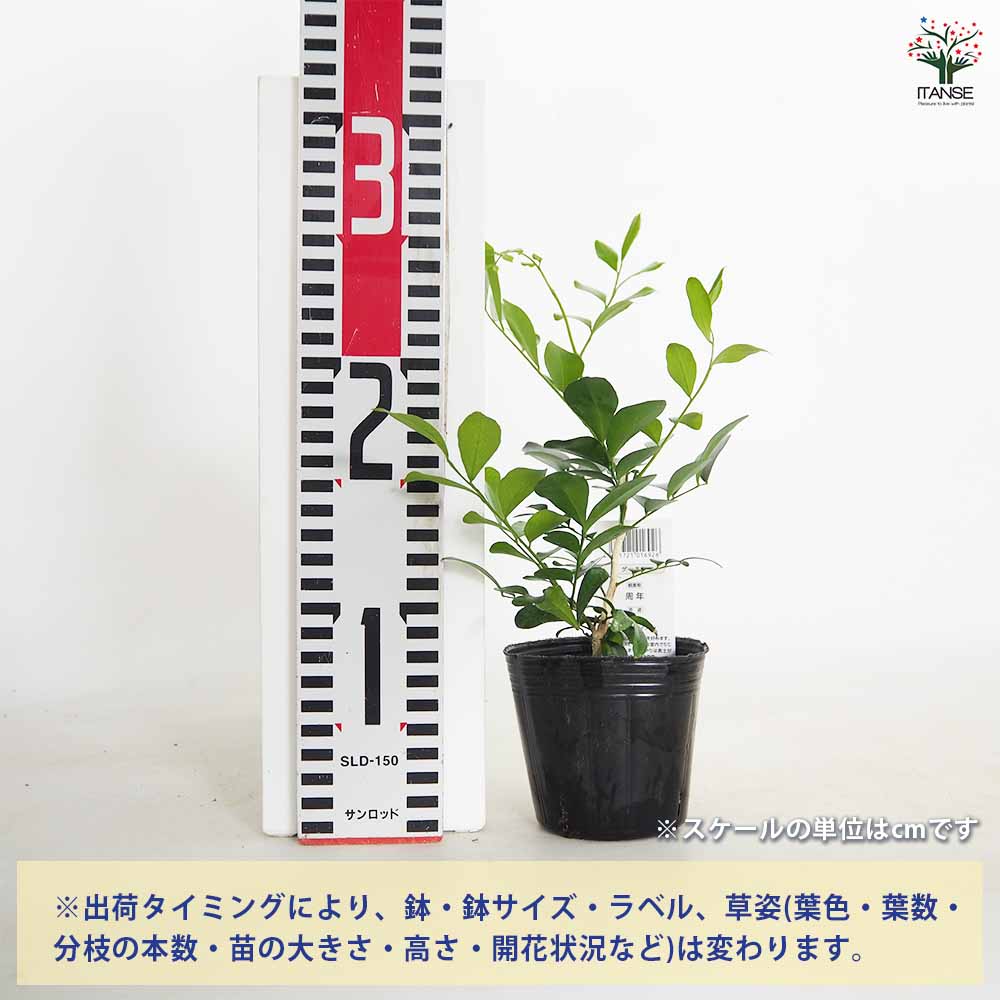 ジャスミンページ product-dozaj-jasmine-50g-