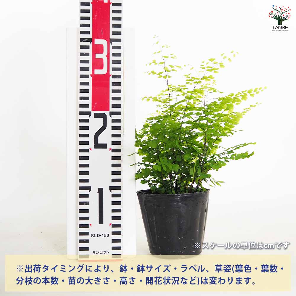 アジアンタム フリッツルーシー 【観葉植物 4号】｜ 【植物の