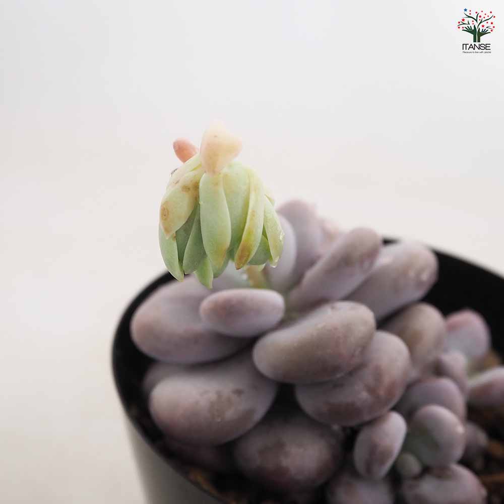 パキベリア ブルーヘイズ 【多肉植物 4号／1個売り】｜ 【植物の