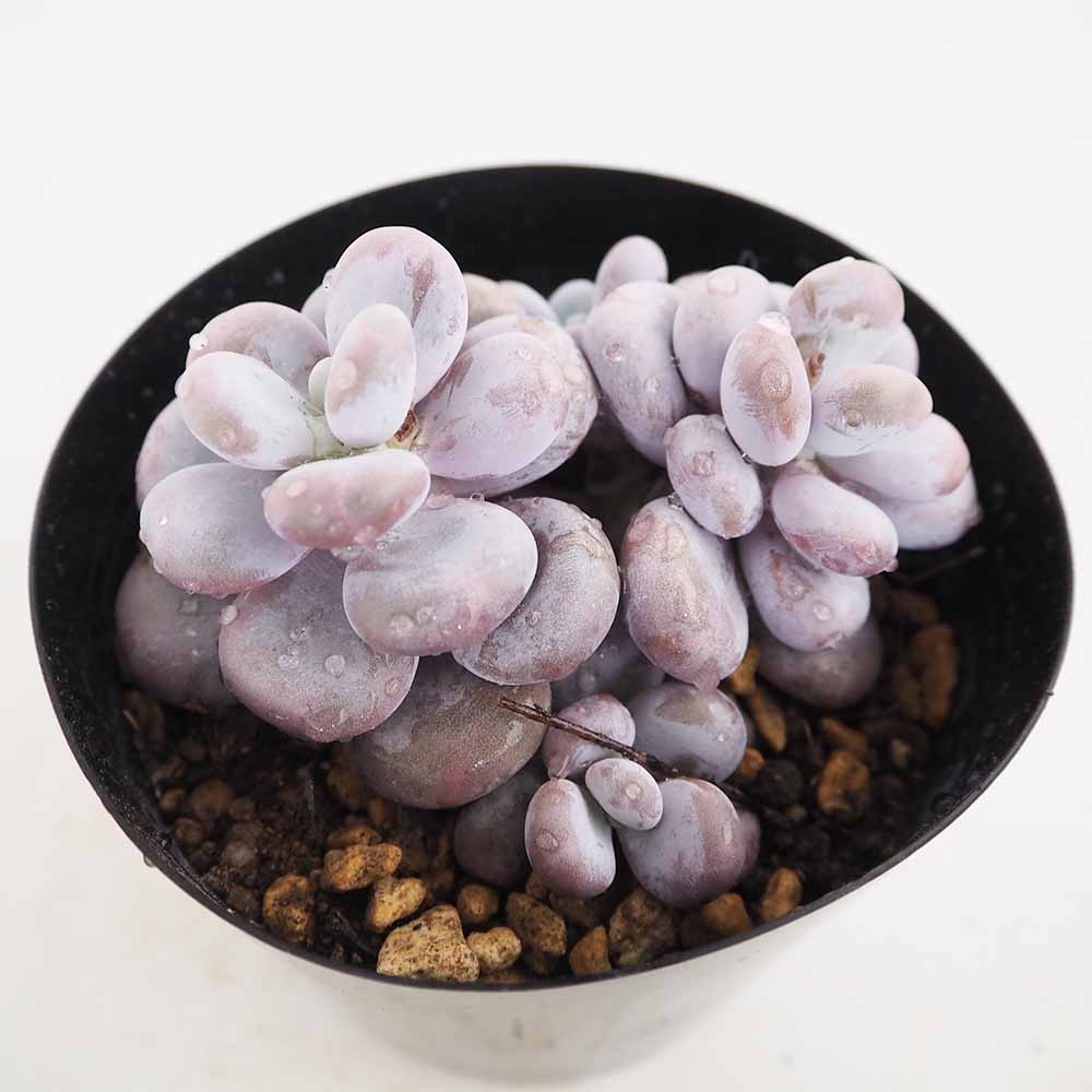 パキベリア ブルーヘイズ 【多肉植物 4号／1個売り】｜ 【植物の