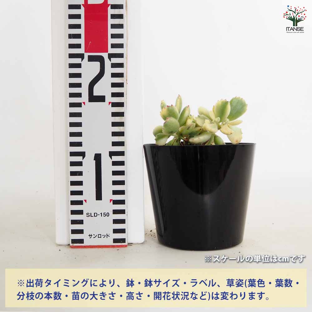 熊童子錦 【多肉植物 4号／1個売り】｜ 【植物のITANSE】全品