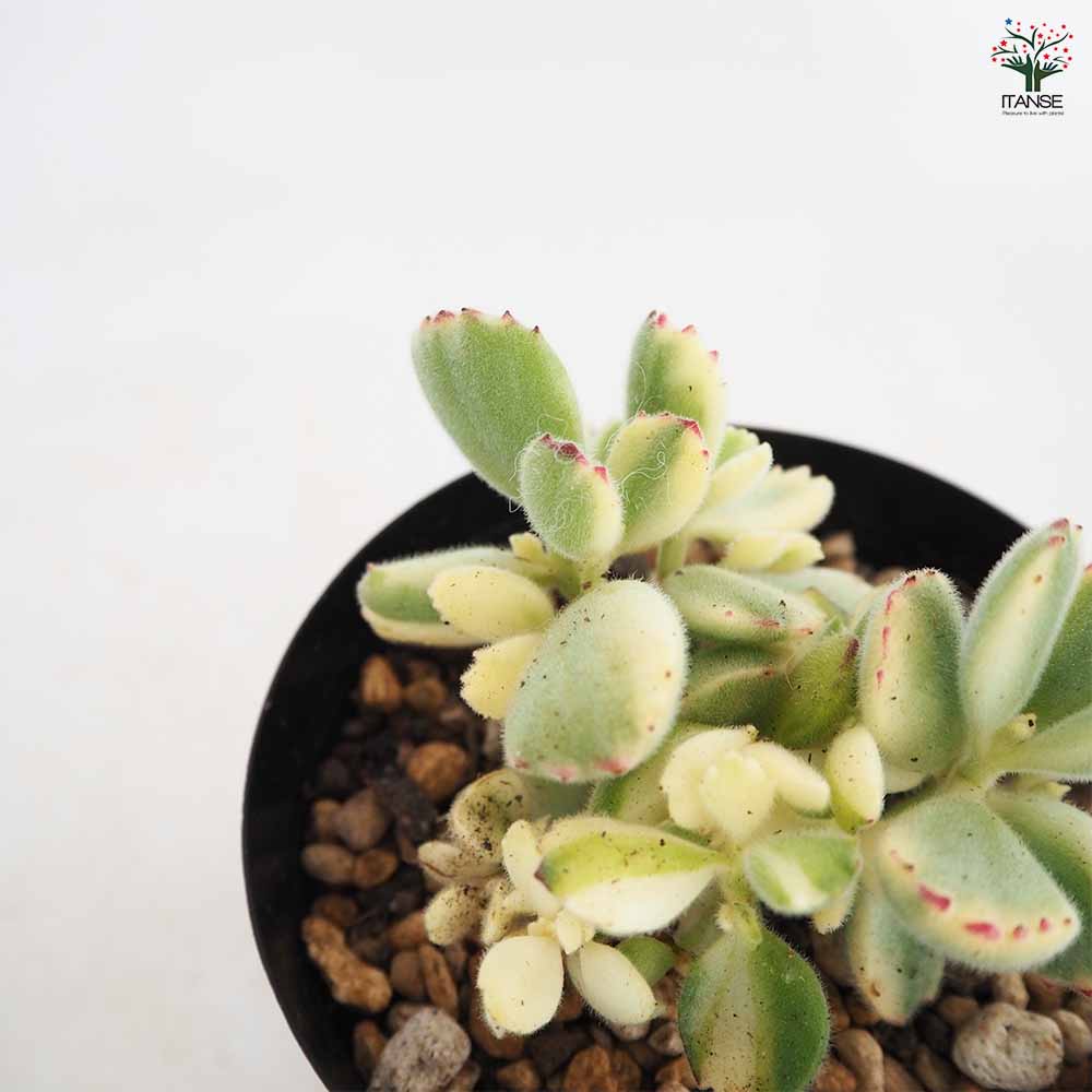 熊童子錦 【多肉植物 4号／1個売り】｜ 【植物のITANSE】全品