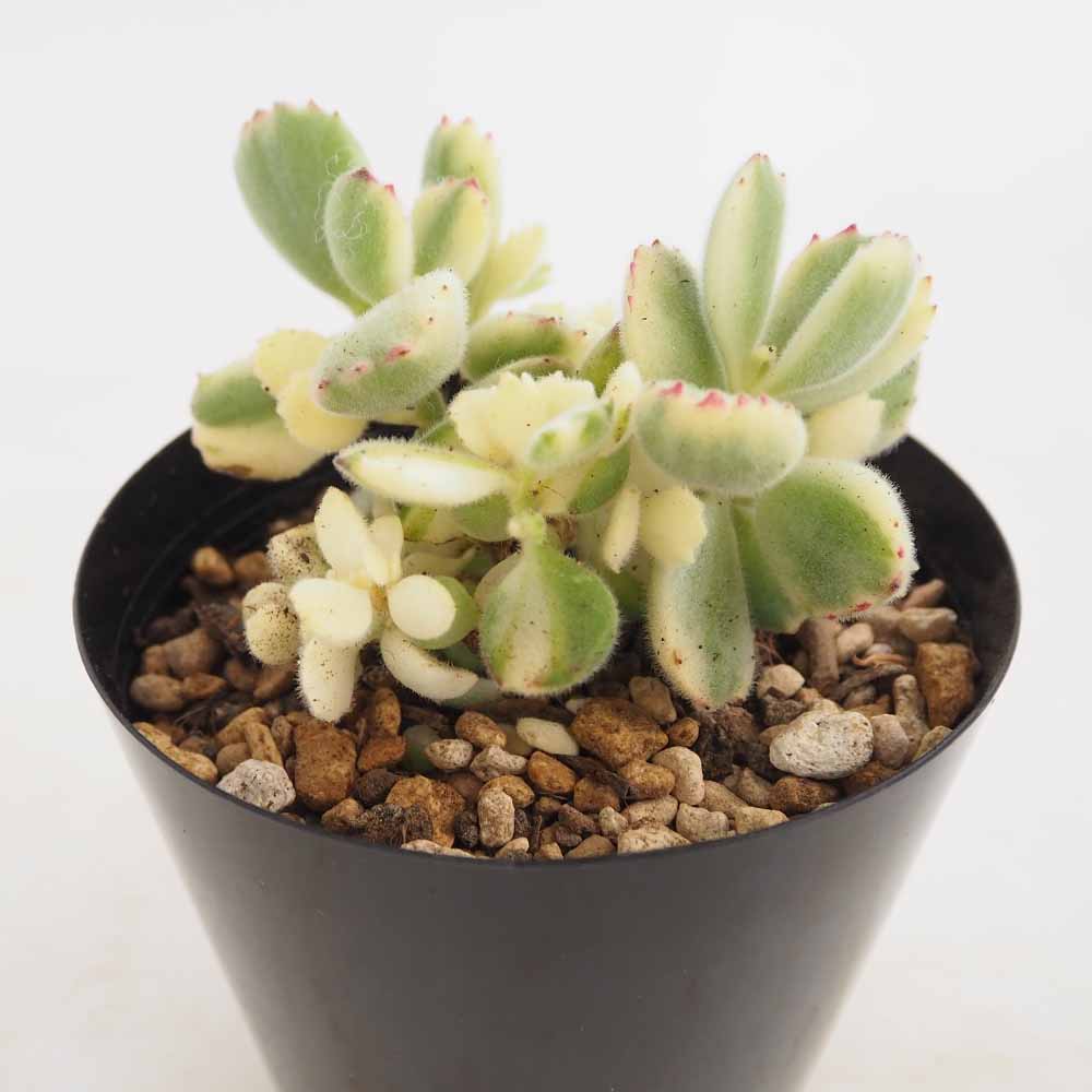 熊童子錦 【多肉植物 4号／1個売り】｜ 【植物のITANSE】全品