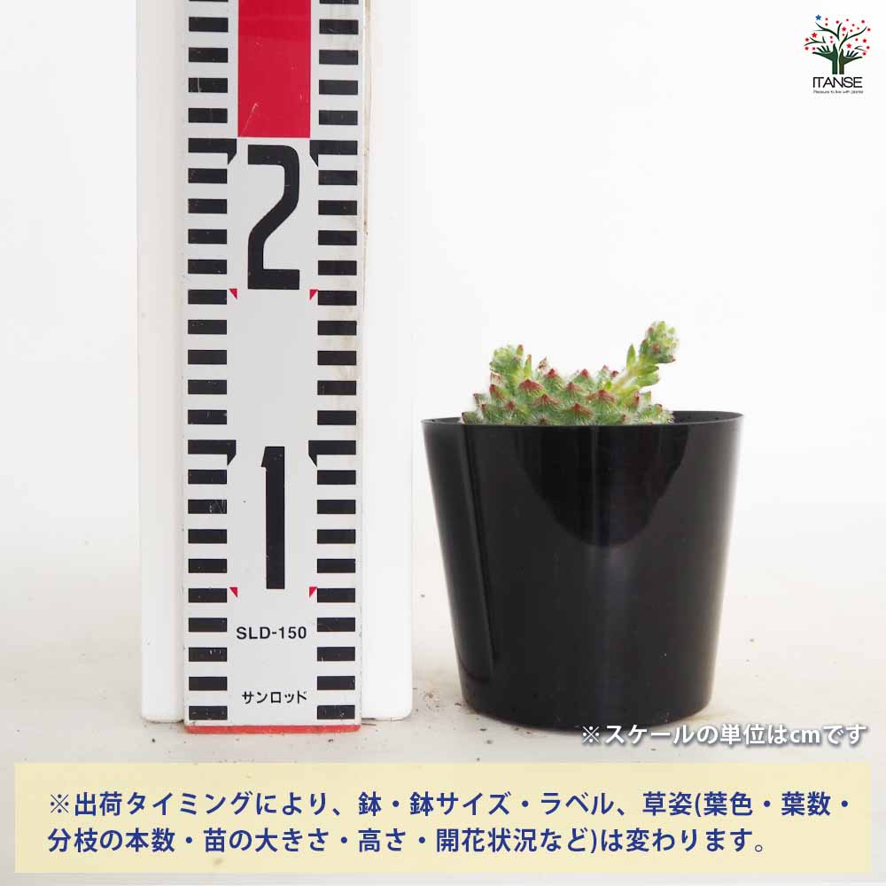 Top【選抜株】多肉植物　362397ゴールデン ヴェール　54個　鉢無し/脱土 エケベリア ゴールデンフルーツ 【多肉植物 4号／1個売り】｜ 【植物の