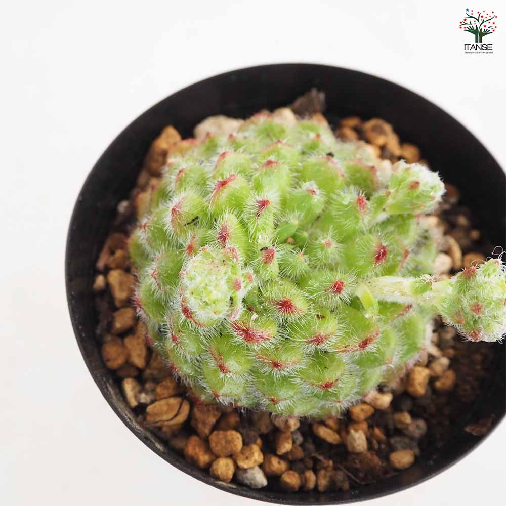 エケベリア ゴールデンフルーツ 【多肉植物 4号／1個売り】｜ 【植物の