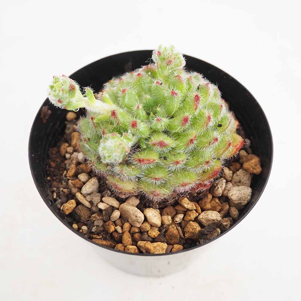 エケベリア ゴールデンフルーツ 【多肉植物 4号／1個売り】｜ 【植物の