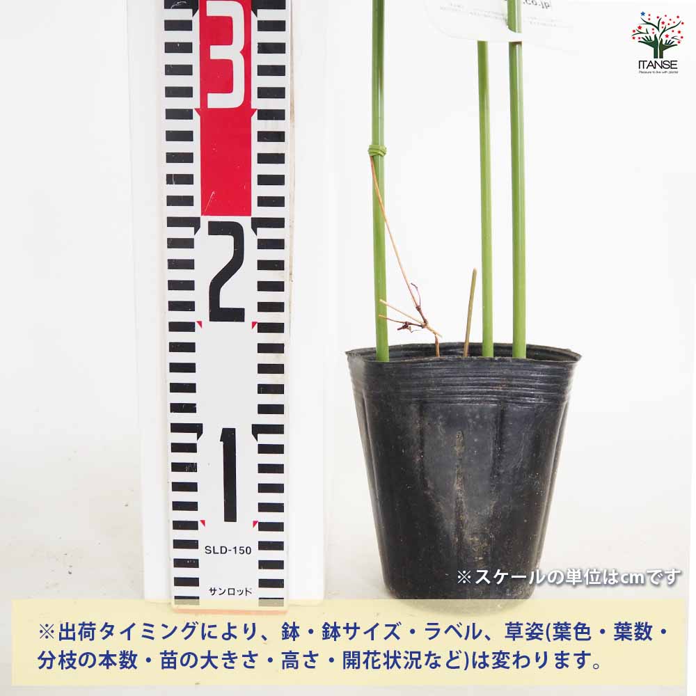 クレマチス プリンセスケイト 【花苗 4号／1個売り】｜ 【植物の