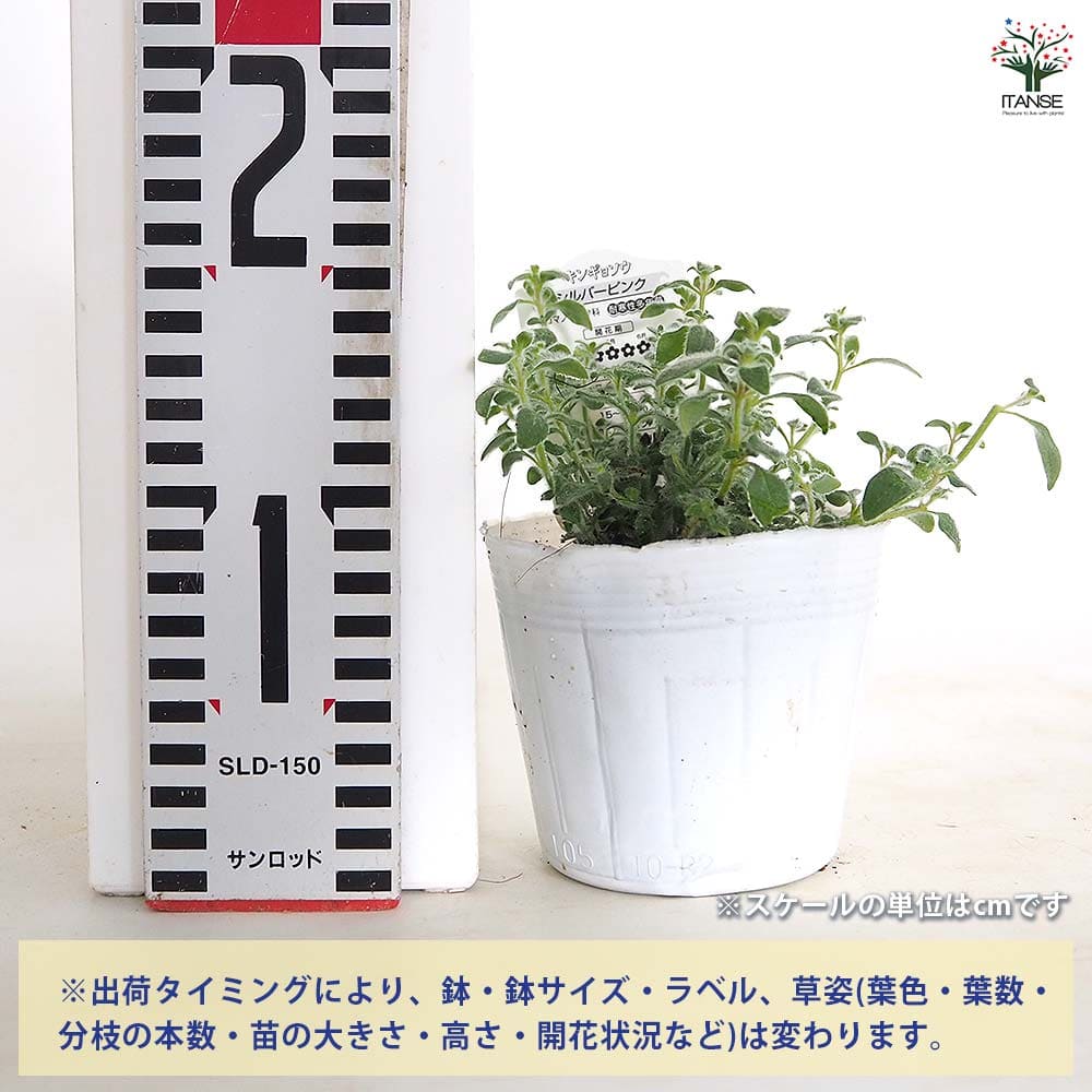 キンギョソウ(金魚草) シルバーピンク 【花苗 3.5号】｜ 【植物の