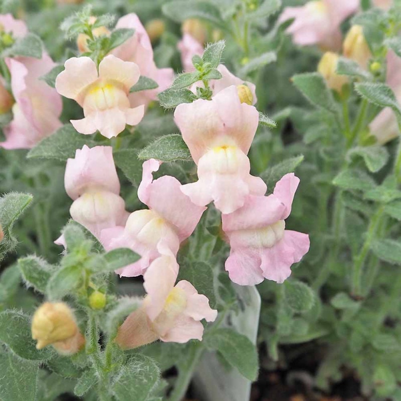 k⭐︎ポット発送⭐︎ポリゴナム 白花　ヒメツルソバ　寄せ植え　地植えどんどん増える 日本アウトレット オンライン k⭐︎ポット発送⭐︎ポリゴナム 白花