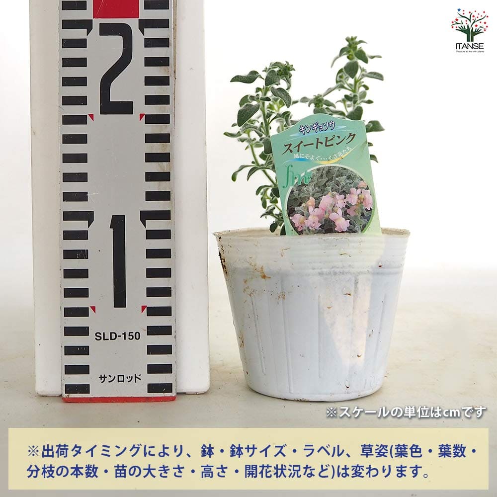 キンギョソウ(金魚草) スイートピンク 【花苗 3.5号】｜ 【植物の