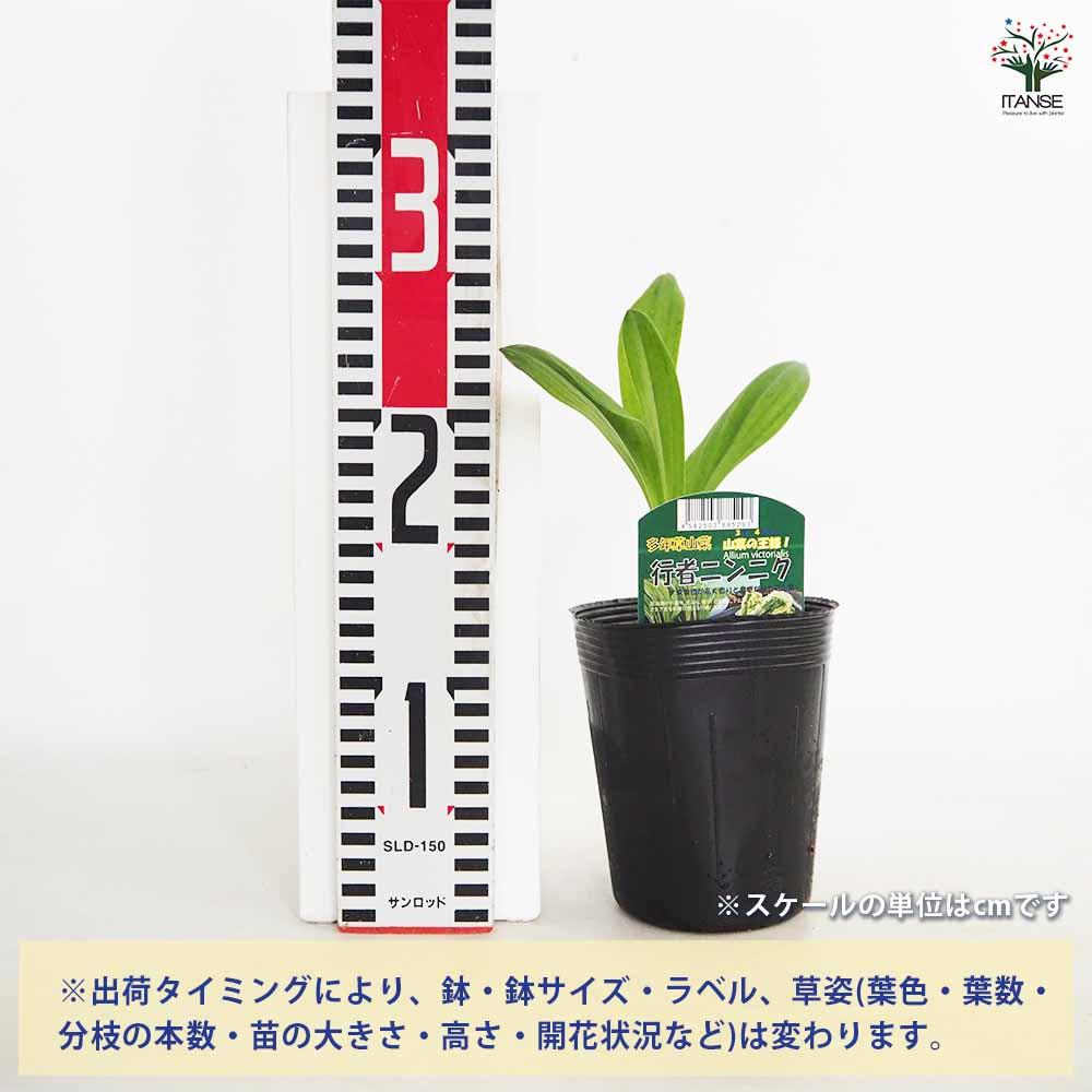行者にんにく 【野菜の苗 3号】｜ 【植物のITANSE】全品送料無料