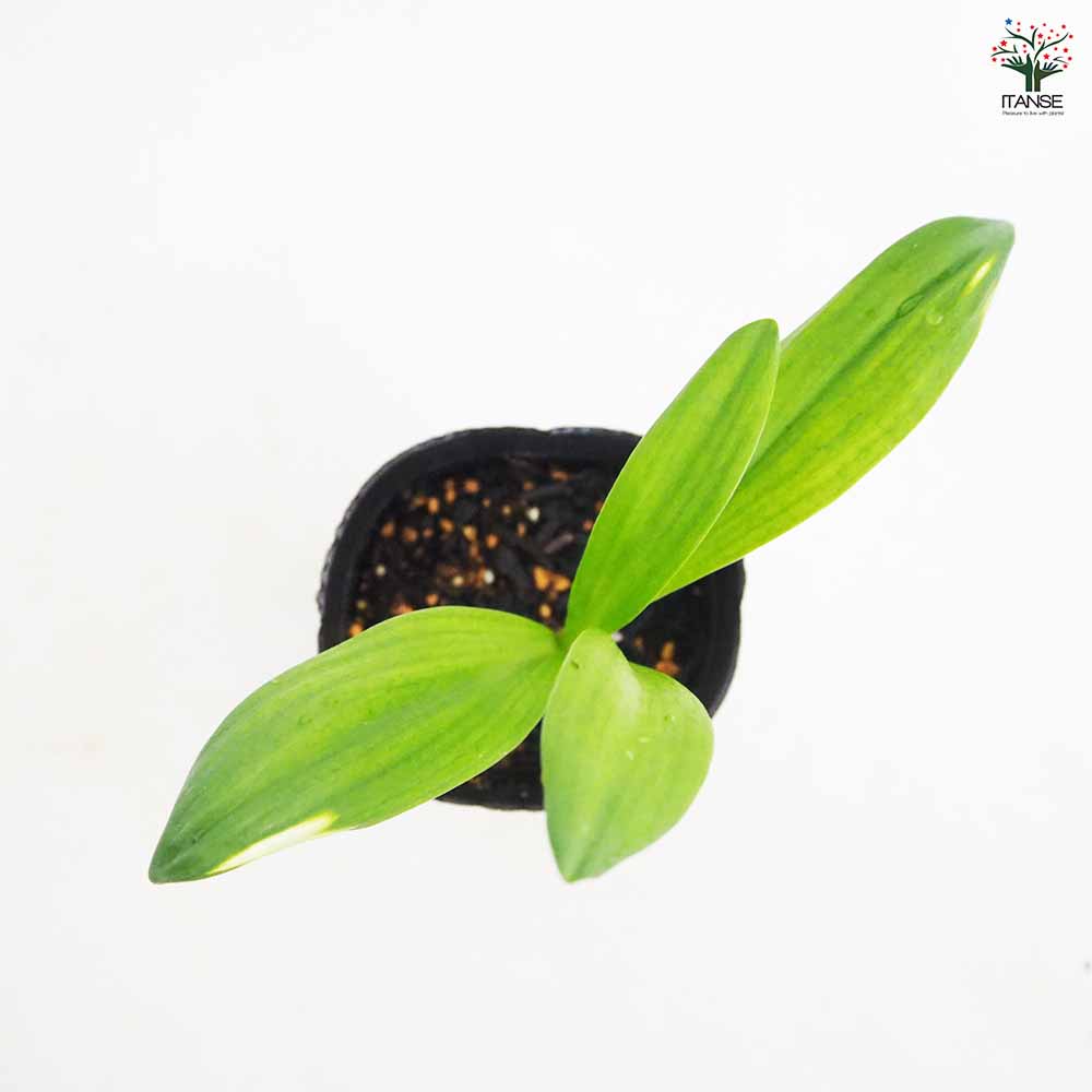行者にんにく 【野菜の苗 3号】｜ 【植物のITANSE】全品送料無料
