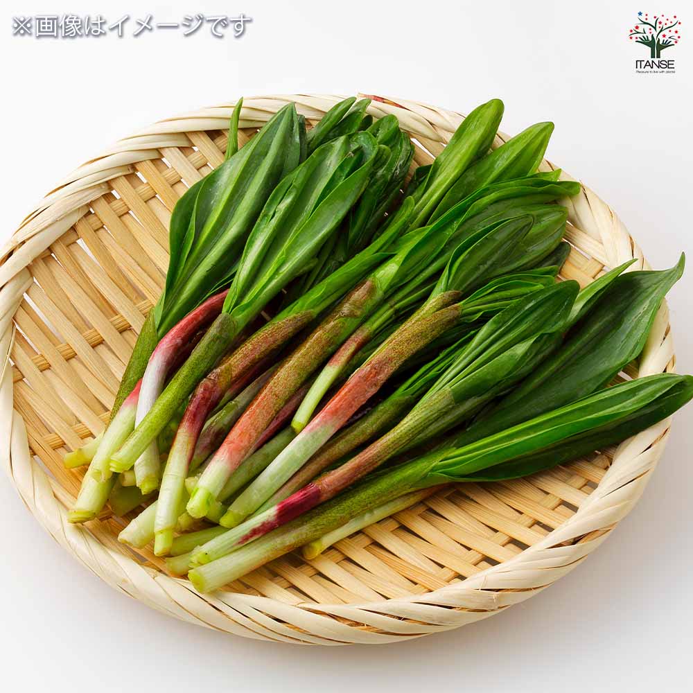 行者にんにく 【野菜の苗 3号】｜ 【植物のITANSE】全品送料無料