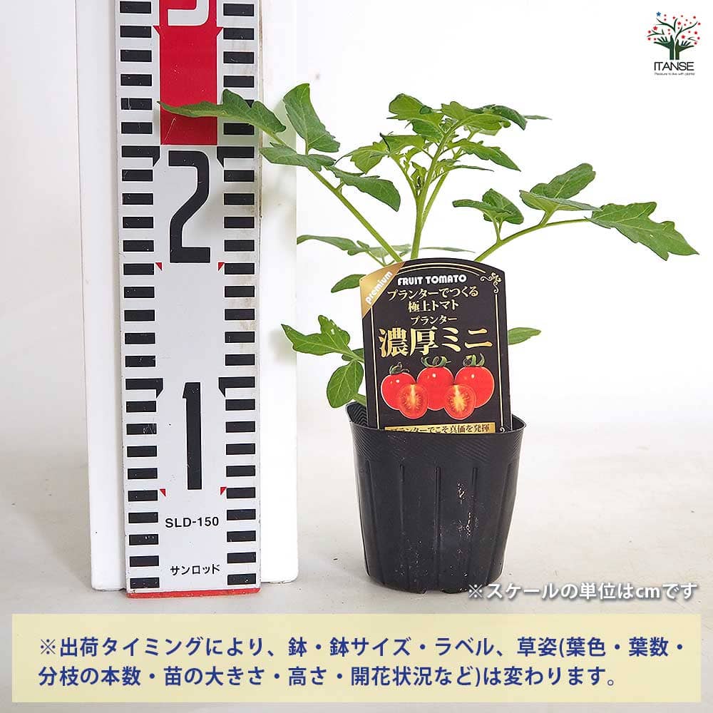 ミニトマトの苗 プランター濃厚ミニトマト2個～ 【野菜の苗 3号