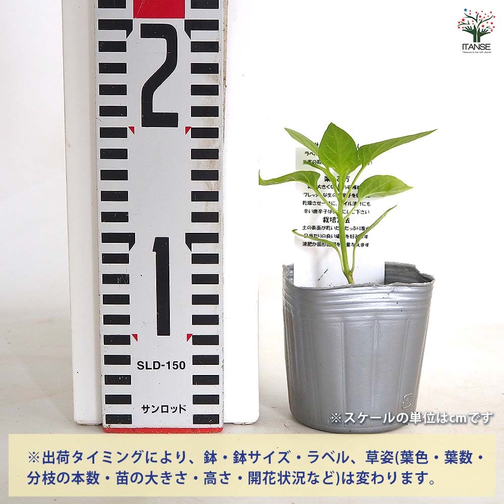 とうがらしの苗 神楽南蛮(かぐらなんばん)2個～ 【野菜の苗 3号