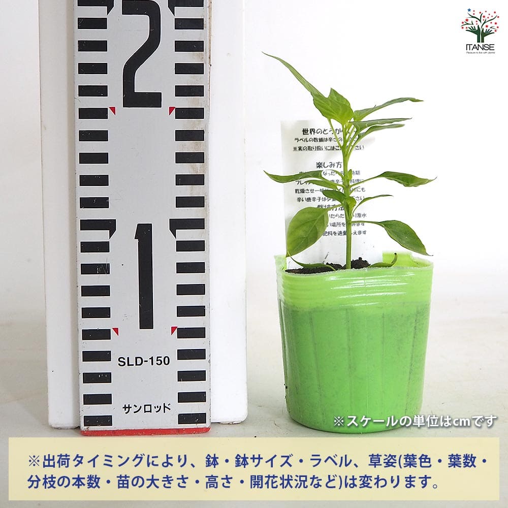 とうがらしの苗 八房唐辛子2個～ 【野菜の苗 3号】｜ 【植物の