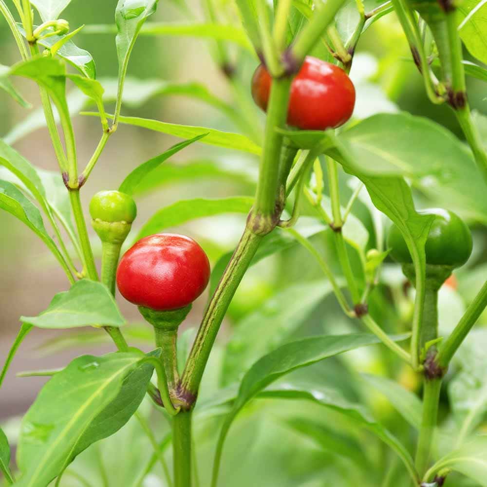 とうがらしの苗 イタリアの丸唐辛子(ペペロンチーノ ロトンド)2個～ 【野菜の苗 3号】