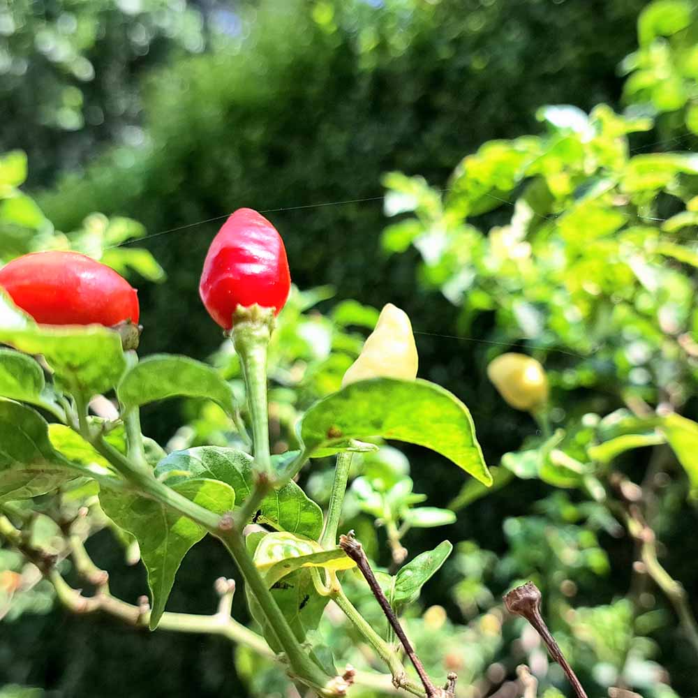 とうがらしの苗 朝天辣椒(チョウテンラージャオ)2個～ 【野菜の苗 3号】