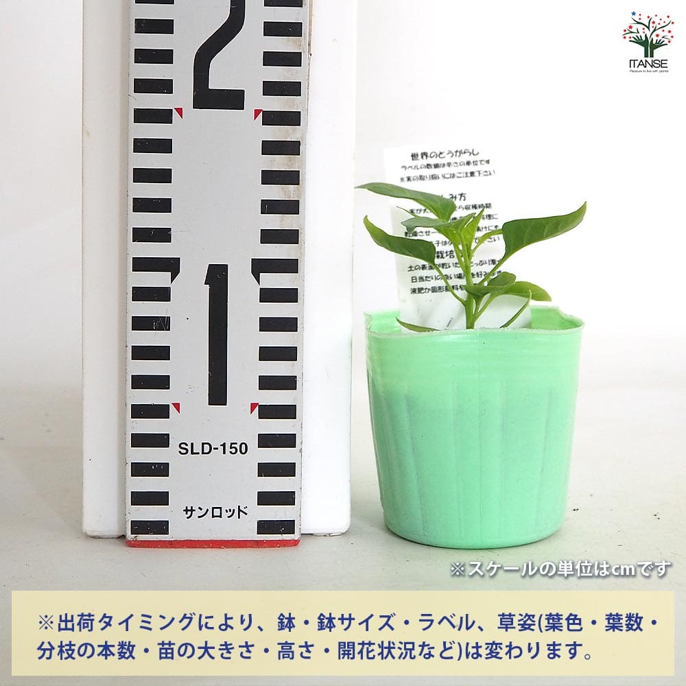 とうがらしの苗 ぼたんこしょう2個～ 【野菜の苗 3号】｜ 【植物の