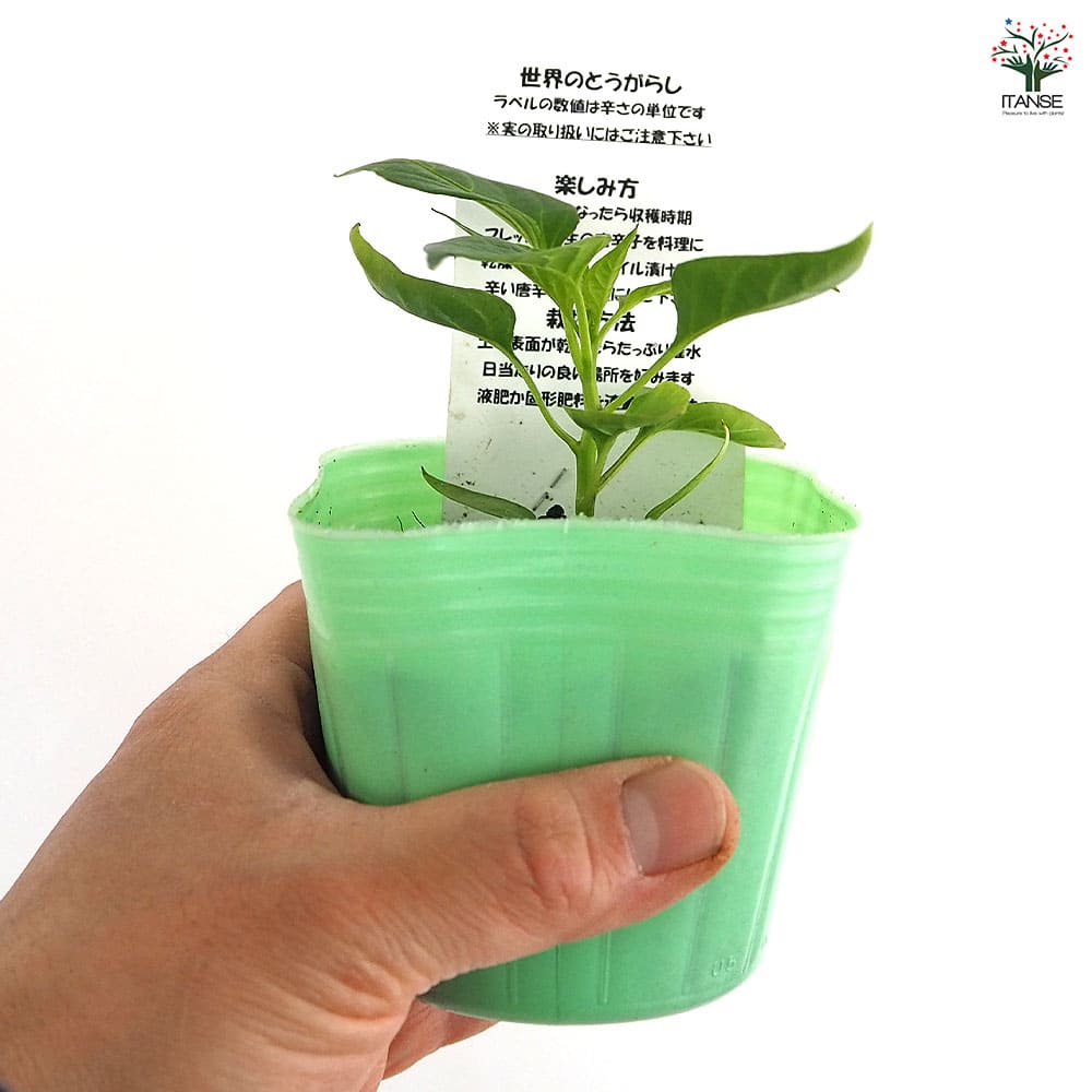 とうがらしの苗 ぼたんこしょう2個～ 【野菜の苗 3号】｜ 【植物の