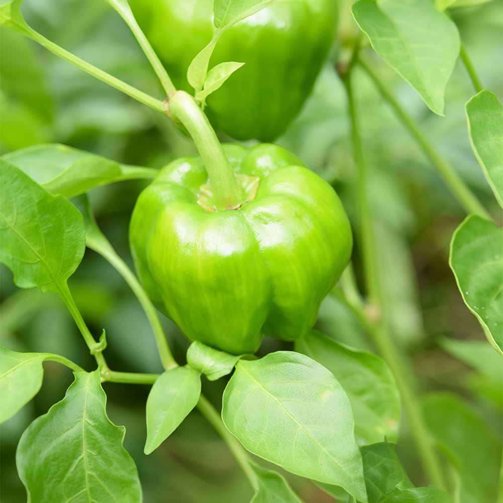 とうがらしの苗 ぼたんこしょう2個～ 【野菜の苗 3号】