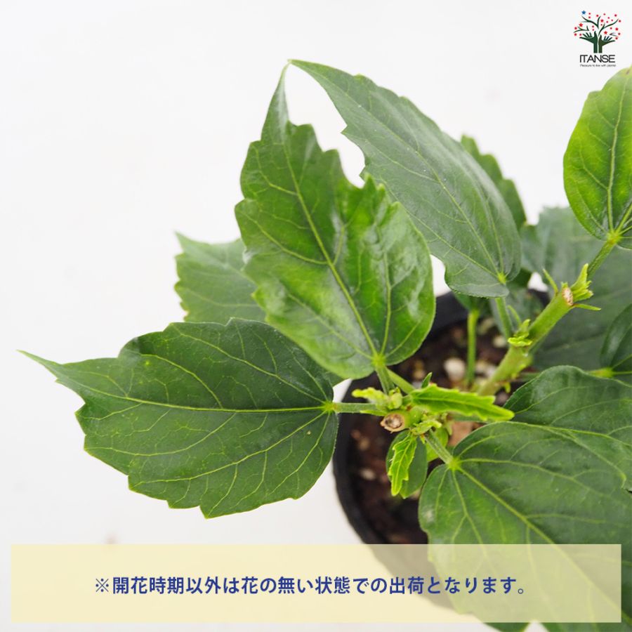 追加商品画像