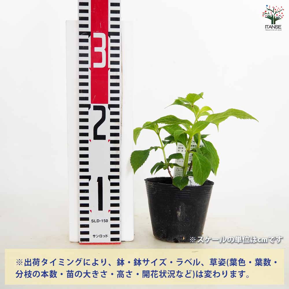 山アジサイ 美方八重 【花木苗 3号】｜ 【植物のITANSE】全品