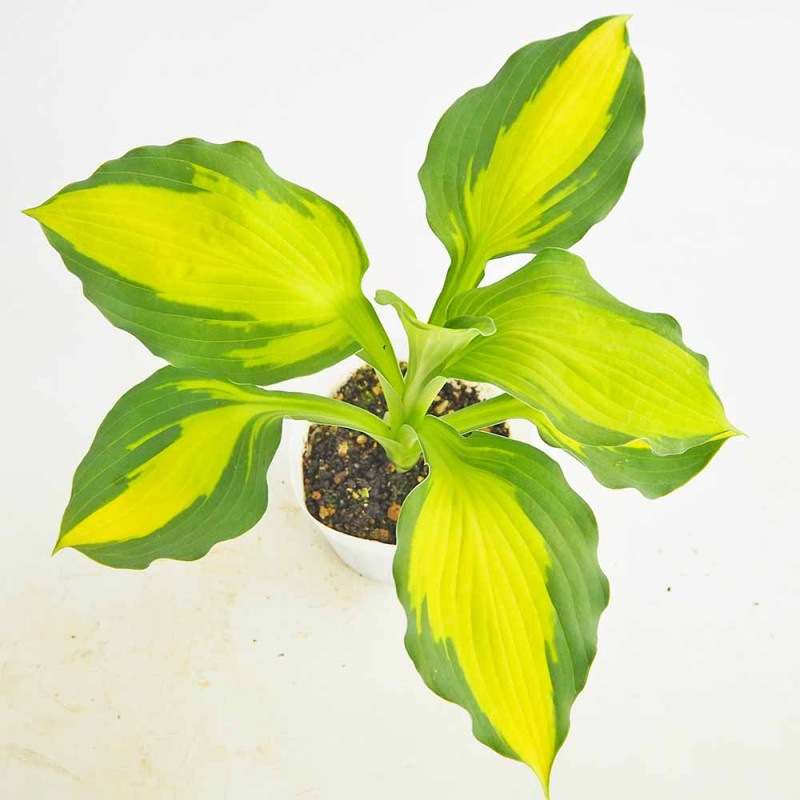 ホスタ(ギボウシ)｜【植物のITANSE】全品送料無料・即出荷!