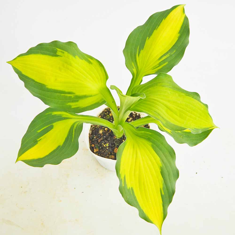 ホスタ(ギボウシ) キャプテンキルク 【花苗 3.5号】