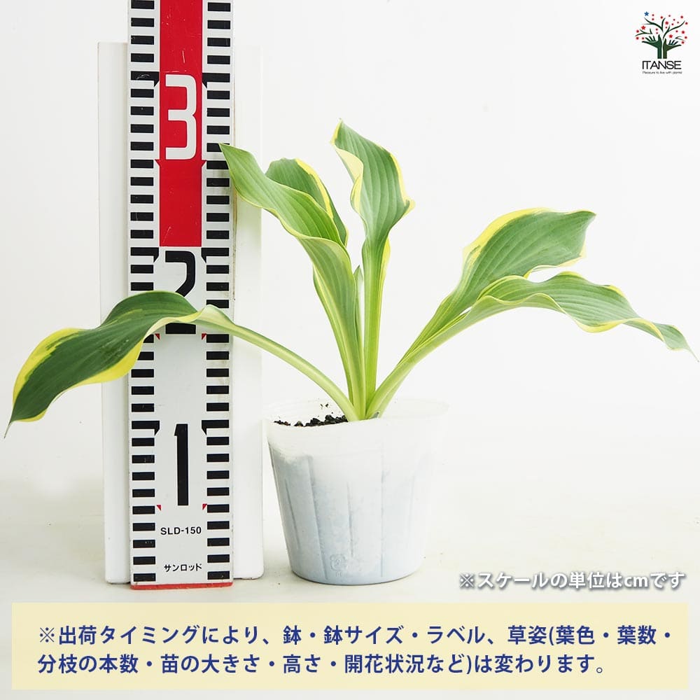 ホスタ(ギボウシ) リーガルスプレンダー 【花苗 3.5号】｜ 【植物の