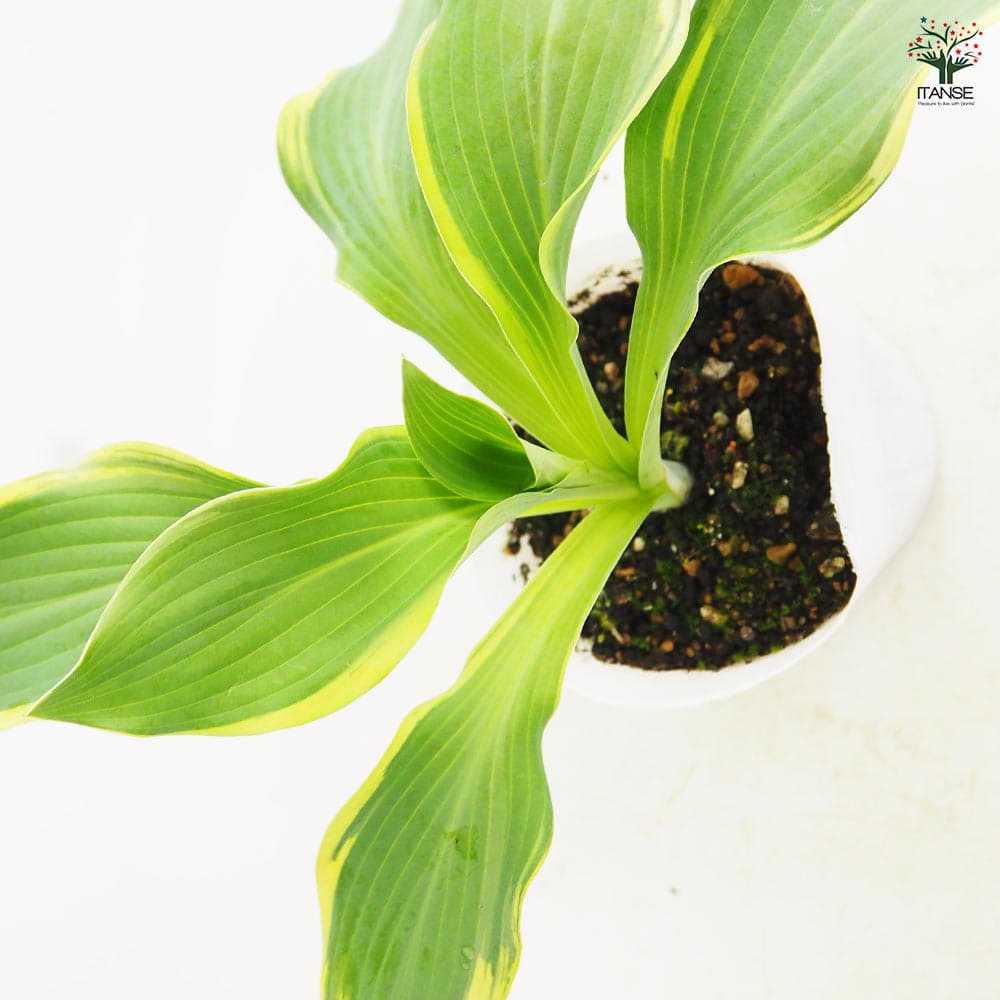 ホスタ(ギボウシ) リーガルスプレンダー 【花苗 3.5号】｜ 【植物の