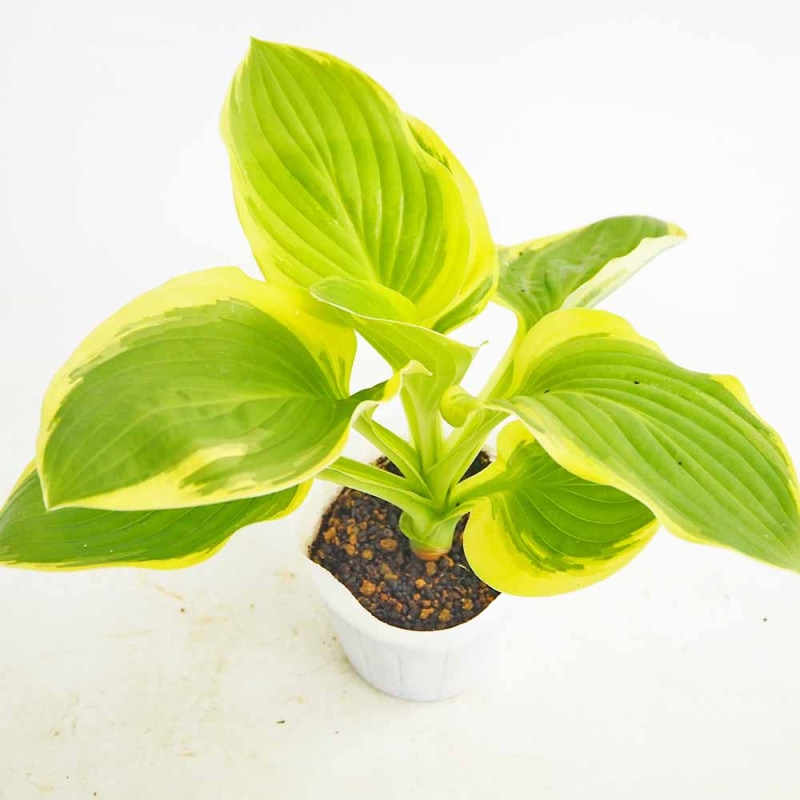 ホスタ 寒河江(ギボウシ サガエ)【5.5号ポット 宿根草／1個売り