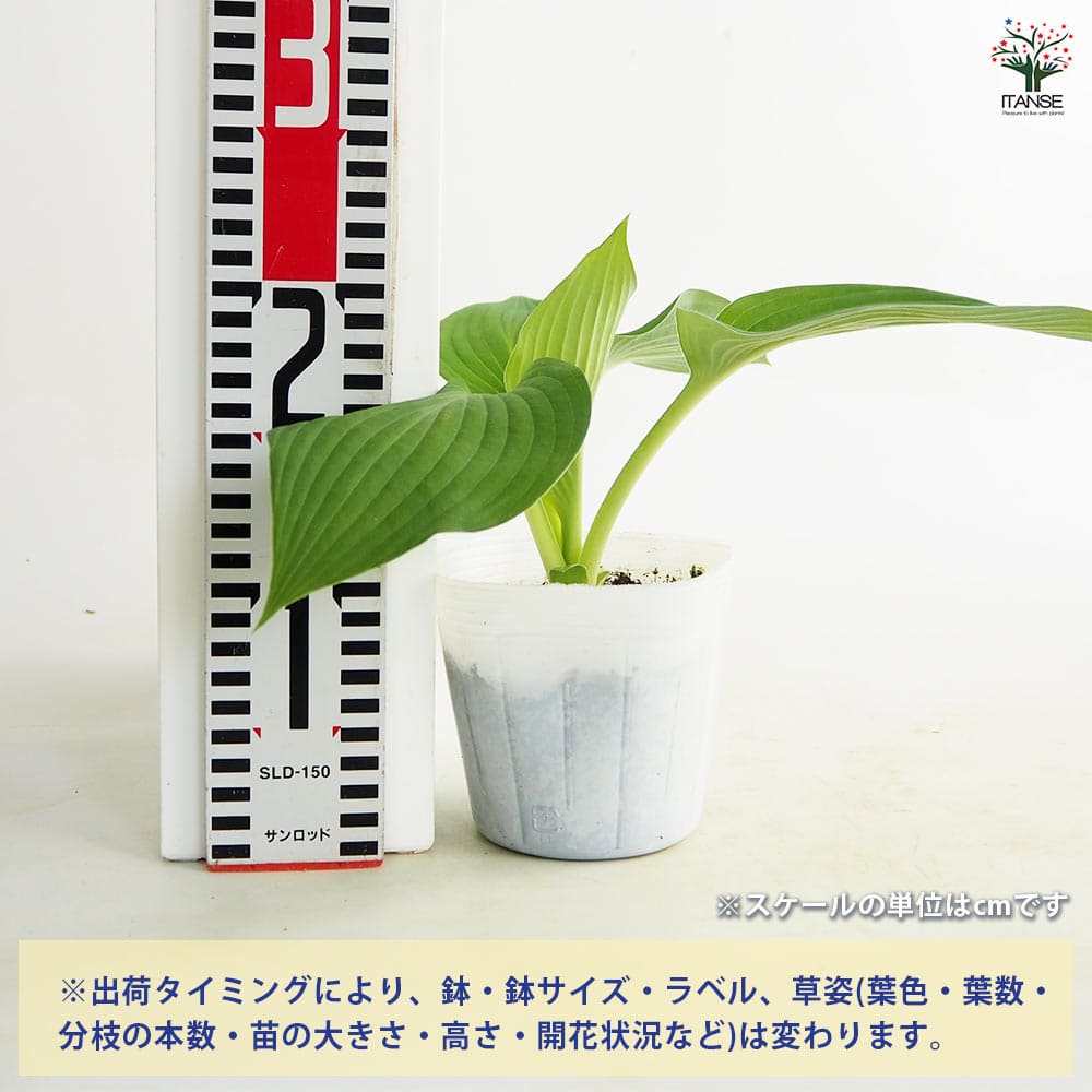 追加商品画像