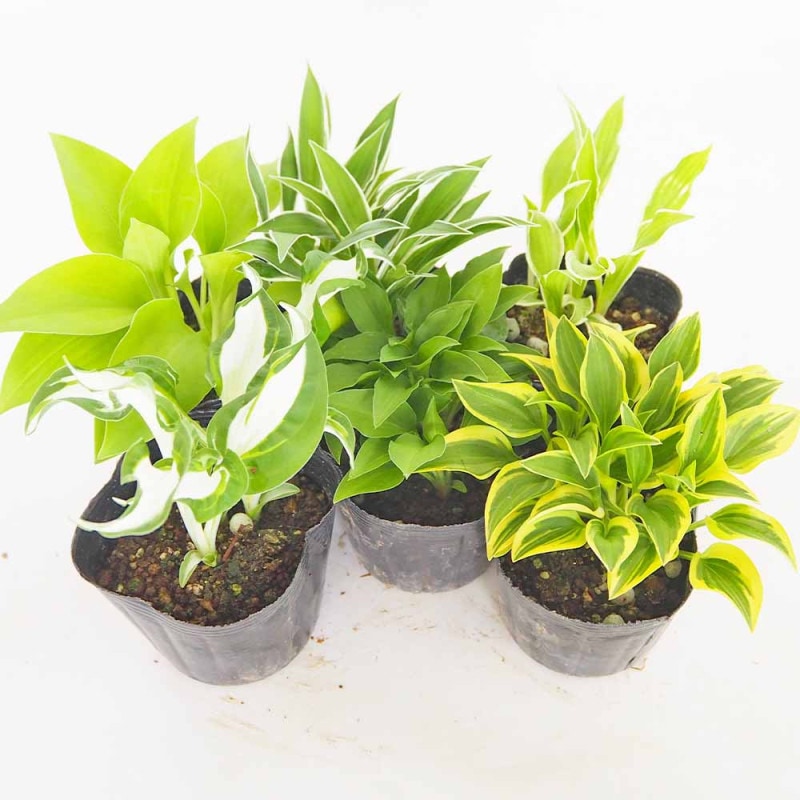 モミジ(カエデ)の苗木 黄金イタヤ 【庭木 5号／1個売り】｜ 【植物の