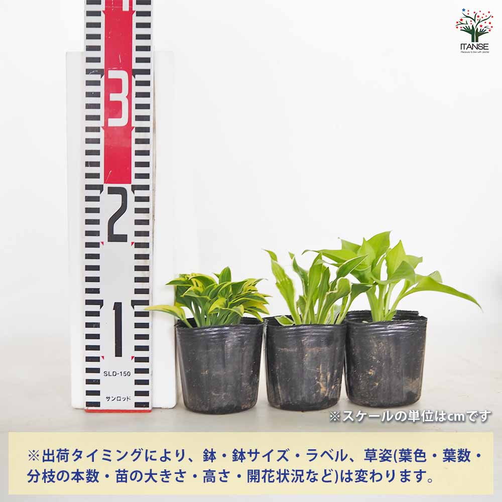 ホスタ(ギボウシ) 品種見計らい2個～ 【花苗 3号】｜ 【植物の