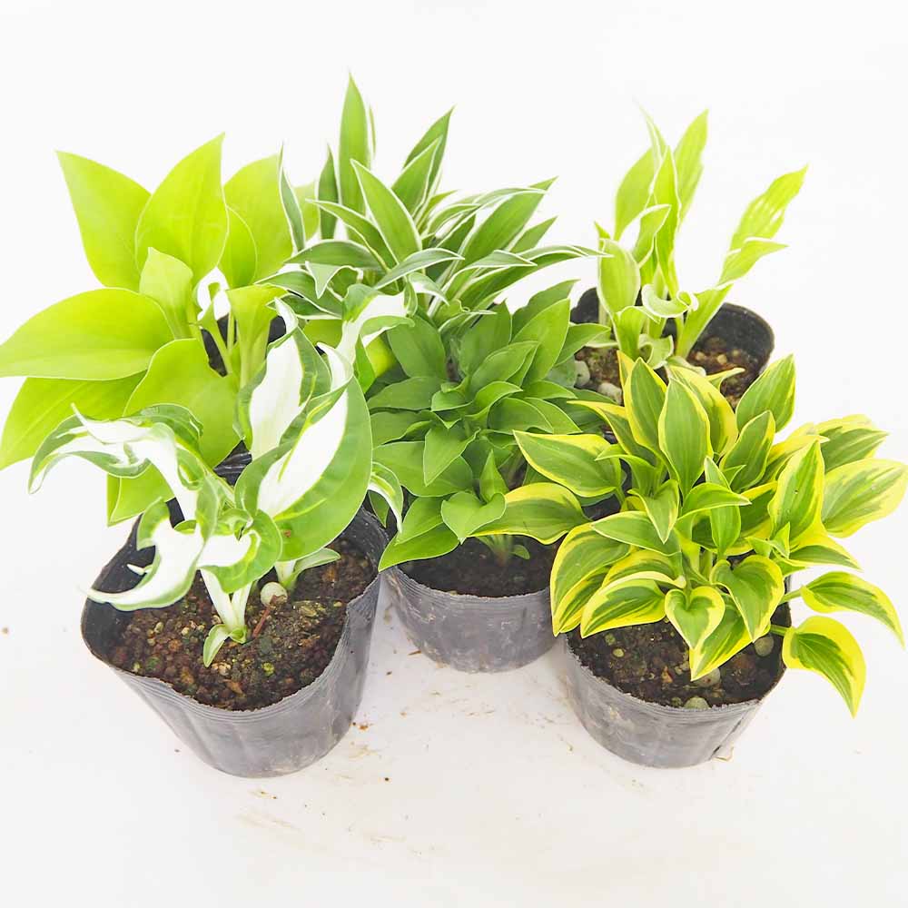 ホスタ(ギボウシ) 品種見計らい2個～ 【花苗 3号】｜ 【植物の