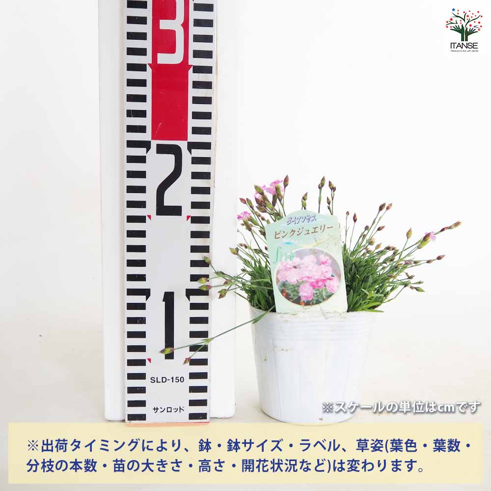 ダイアンサス ピンクジュエル 【花苗 3.5号】｜ 【植物のITANSE