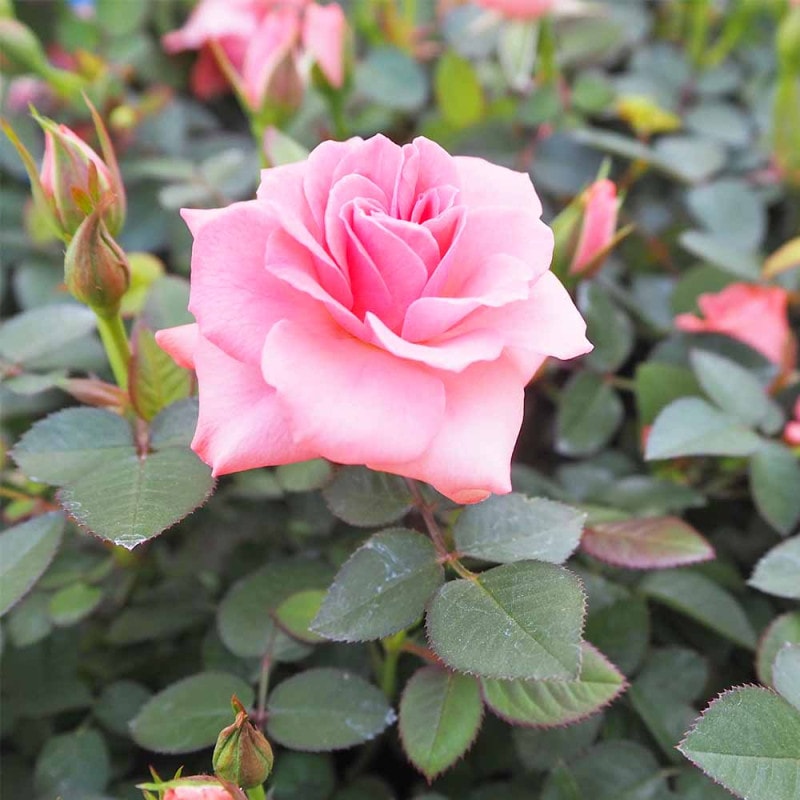 薔薇 オードリーヘップバーン 接木 【花木苗 4号／1個売り】｜ 【植物