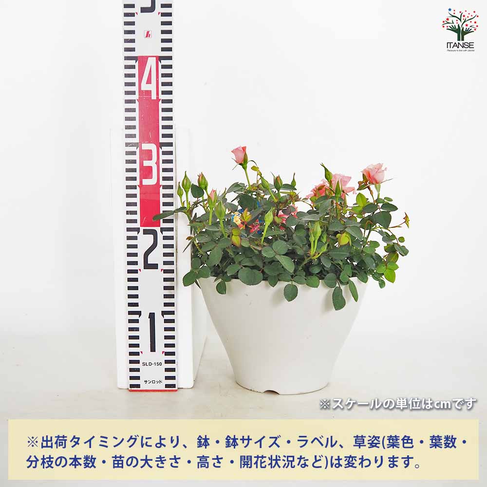 ミニ薔薇 フリーデン丸鉢 【花木苗 7号／1個売り】｜ 【植物の