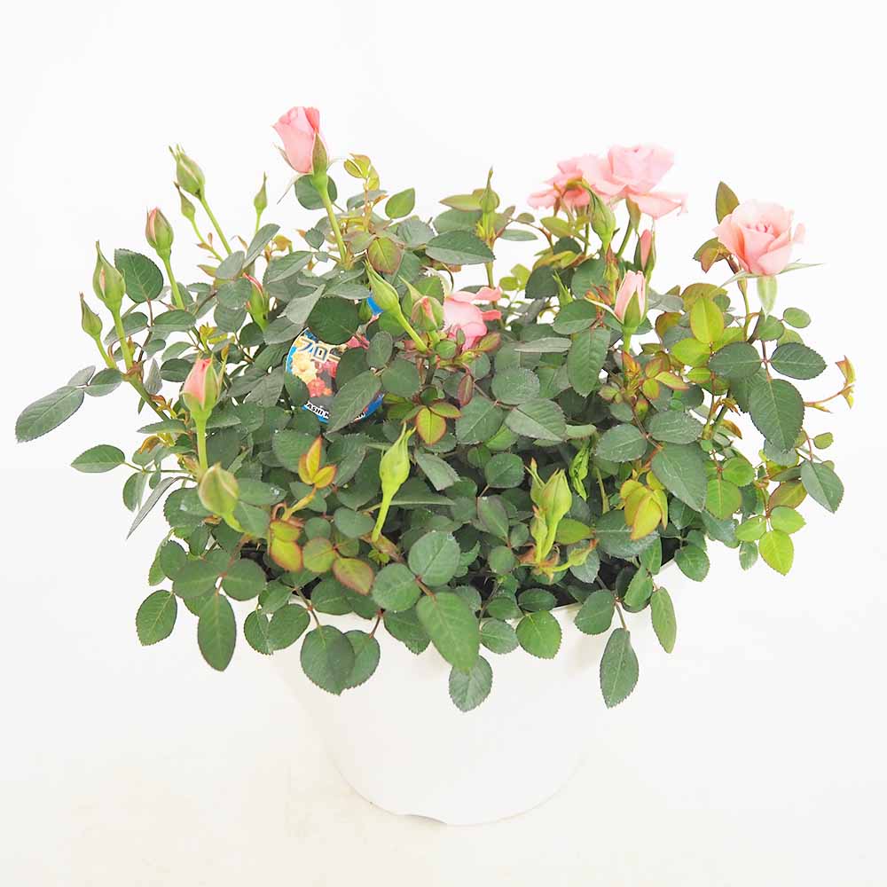 ミニ薔薇 フリーデン丸鉢 【花木苗 7号／1個売り】