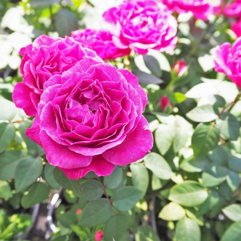 芳香ミニ薔薇 ベンムーン【花苗3号ポット売り】｜ 【植物の