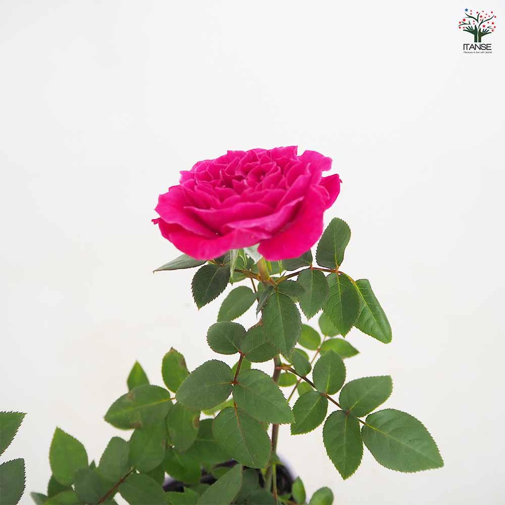 ミニ薔薇 カーマイン ロスアロマ 【花木苗 3.5号】｜ 【植物の