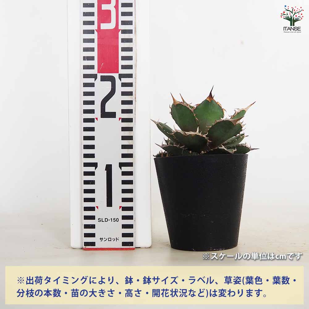 多肉植物アガベ確認用 アガベ ブラックパンサー 【多肉植物 4号／1個売り】｜ 【植物の