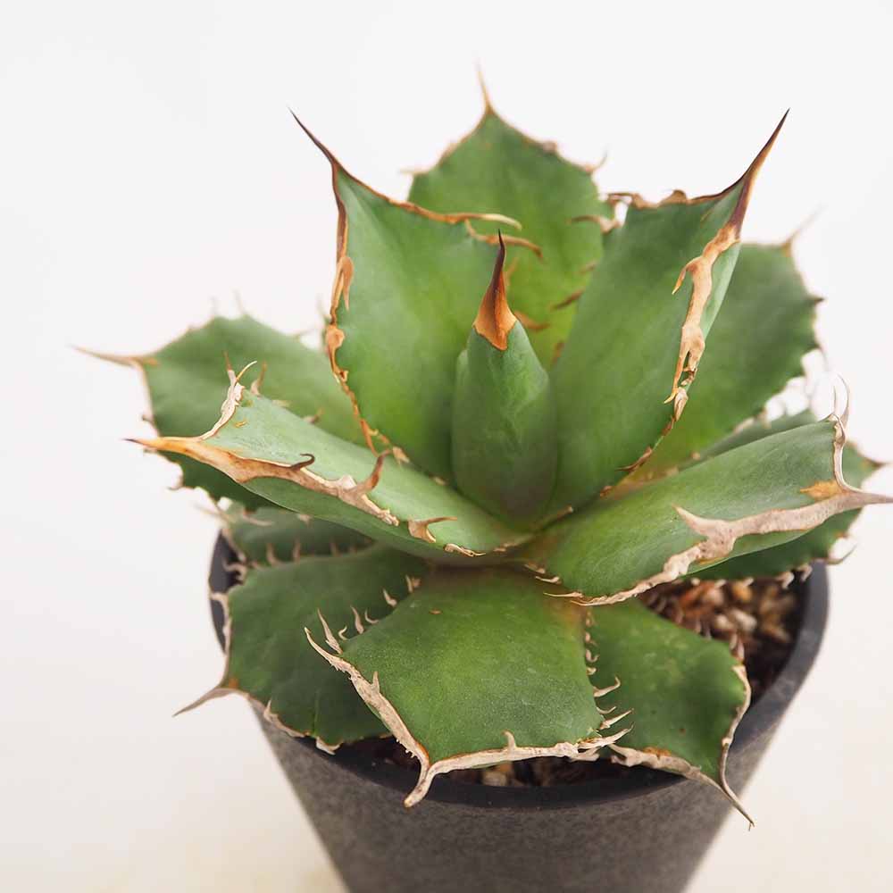 アガベ ブラックパンサー 【多肉植物 4号／1個売り】｜ 【植物の