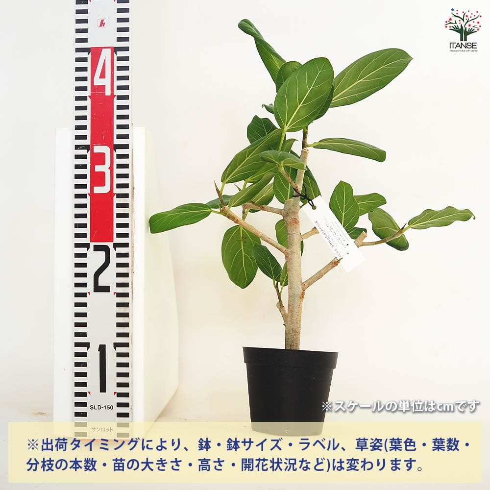 フィカス ベンガレンシス 【観葉植物 3.5号】｜ 【植物のITANSE