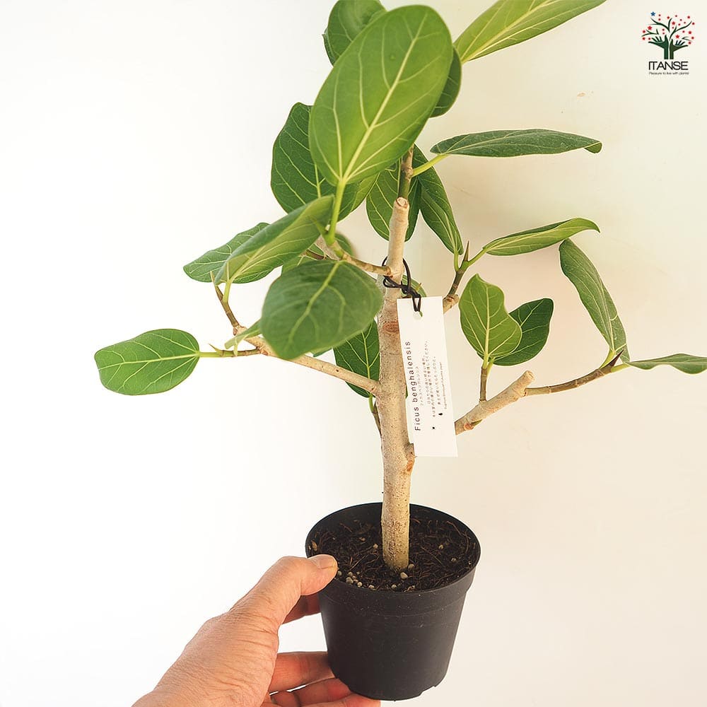 フィカス ベンガレンシス 【観葉植物 3.5号】｜ 【植物のITANSE