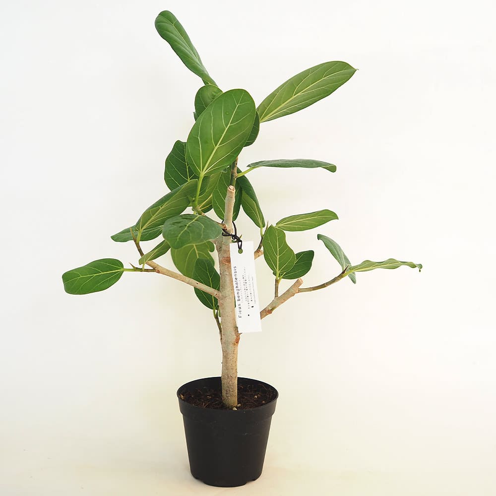観葉植物 フィカス ベンガレンシス 観葉植物 フィカス ベンガレンシス 6号 ストレート 竹バスケット 付き
